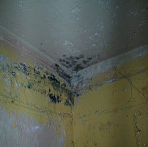 Mold